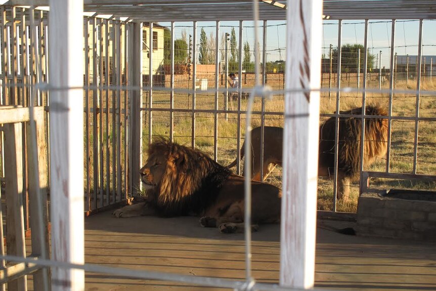 Caged lions