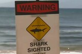 A sign on a beach reads: 'Warning, shark shighted'.