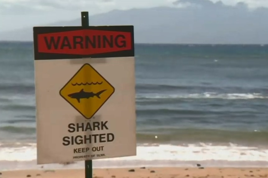 A sign on a beach reads: 'Warning, shark shighted'.