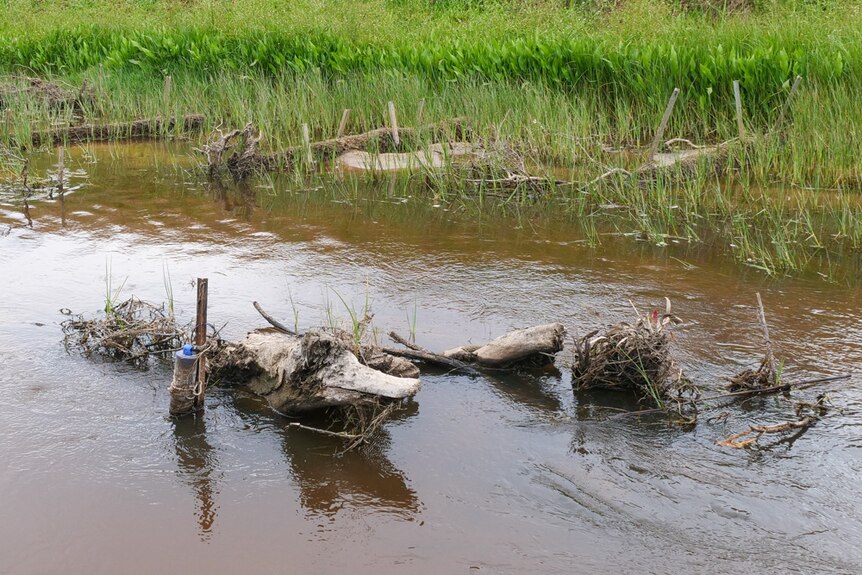 A few logs sticking out from the top of a river near a grassy river bank