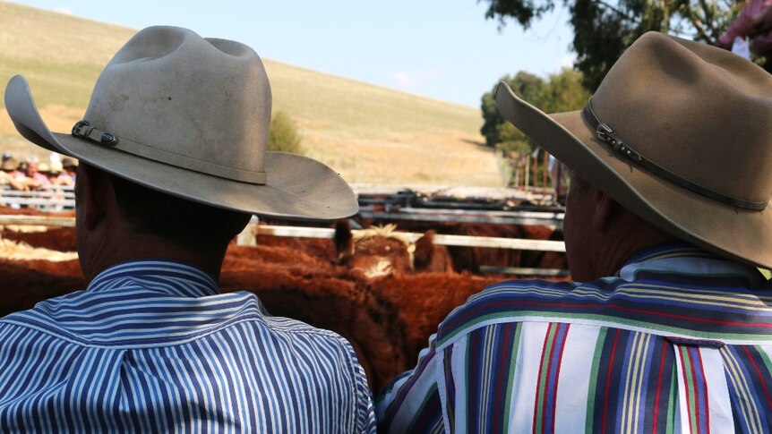 Two farmers leaning on saleyards fence looking over a pen of weaner calves on a sunny day in Gippsland's high country