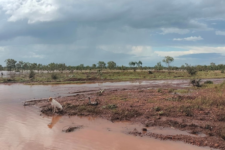 a dog sitting next to a pool of floodwaters in a remote aboriginal community