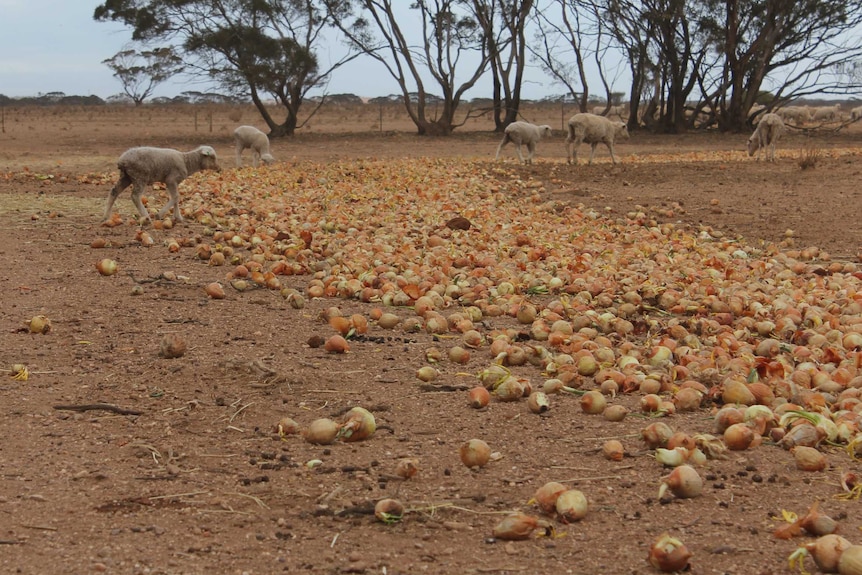 Sheep standing in a dry paddock with onions in the foreground.