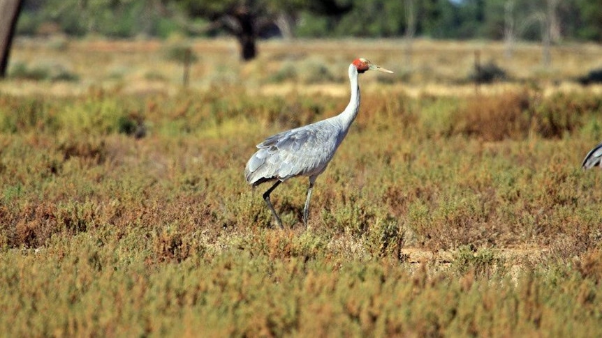 The Brolga, or Australian crane, stands in a marshy field.