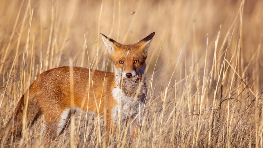A red fox standing in tall grass with a birds nest in it's mouth