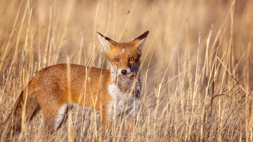 A red fox standing in tall grass with a birds nest in it's mouth