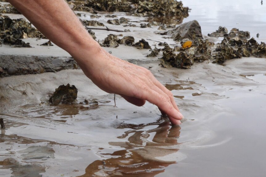 Hand reaches into shallow water touching the sand by some oysters and rocks.