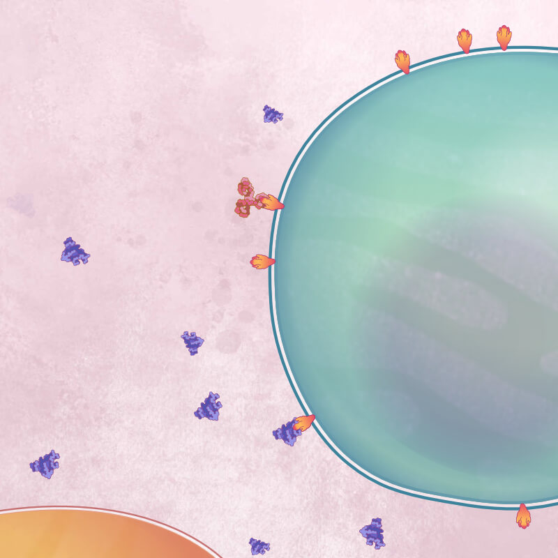 A tocilizumab molecule binds to the Interleukin-6 receptor on a T cell and stops Interleukin-6 binding.