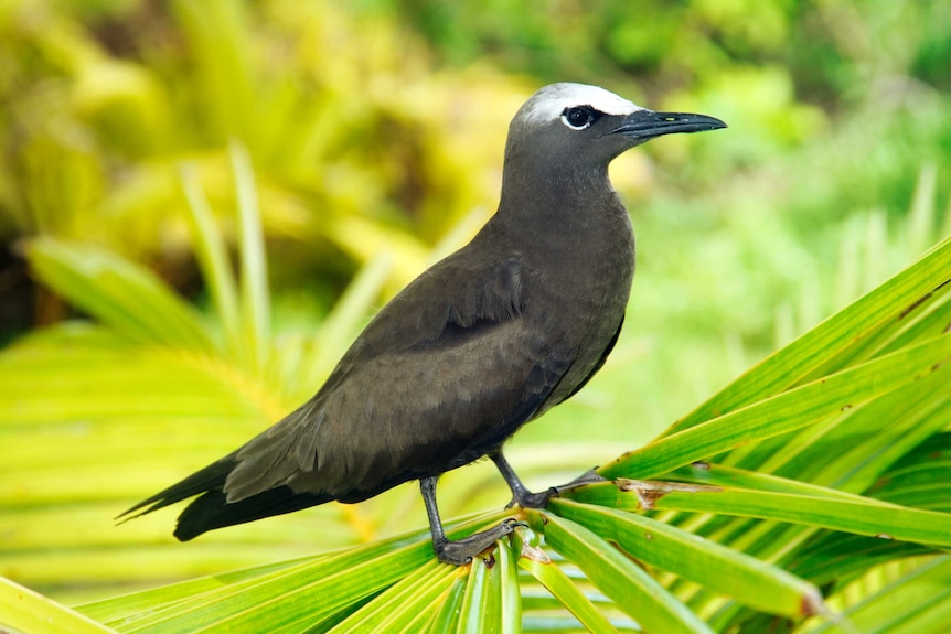 A small grey noddy bird with a white head.