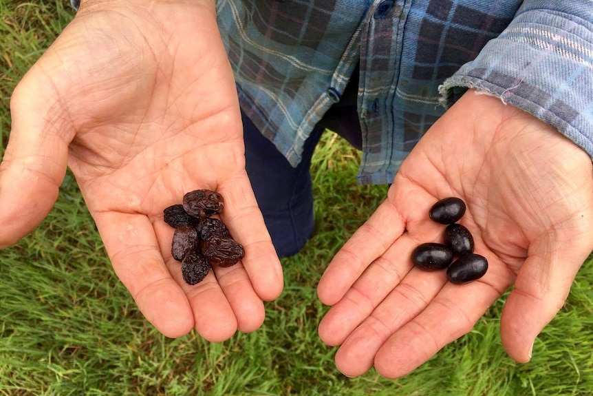 Peter Eicher holds a frost bitten olive and a fresh olive