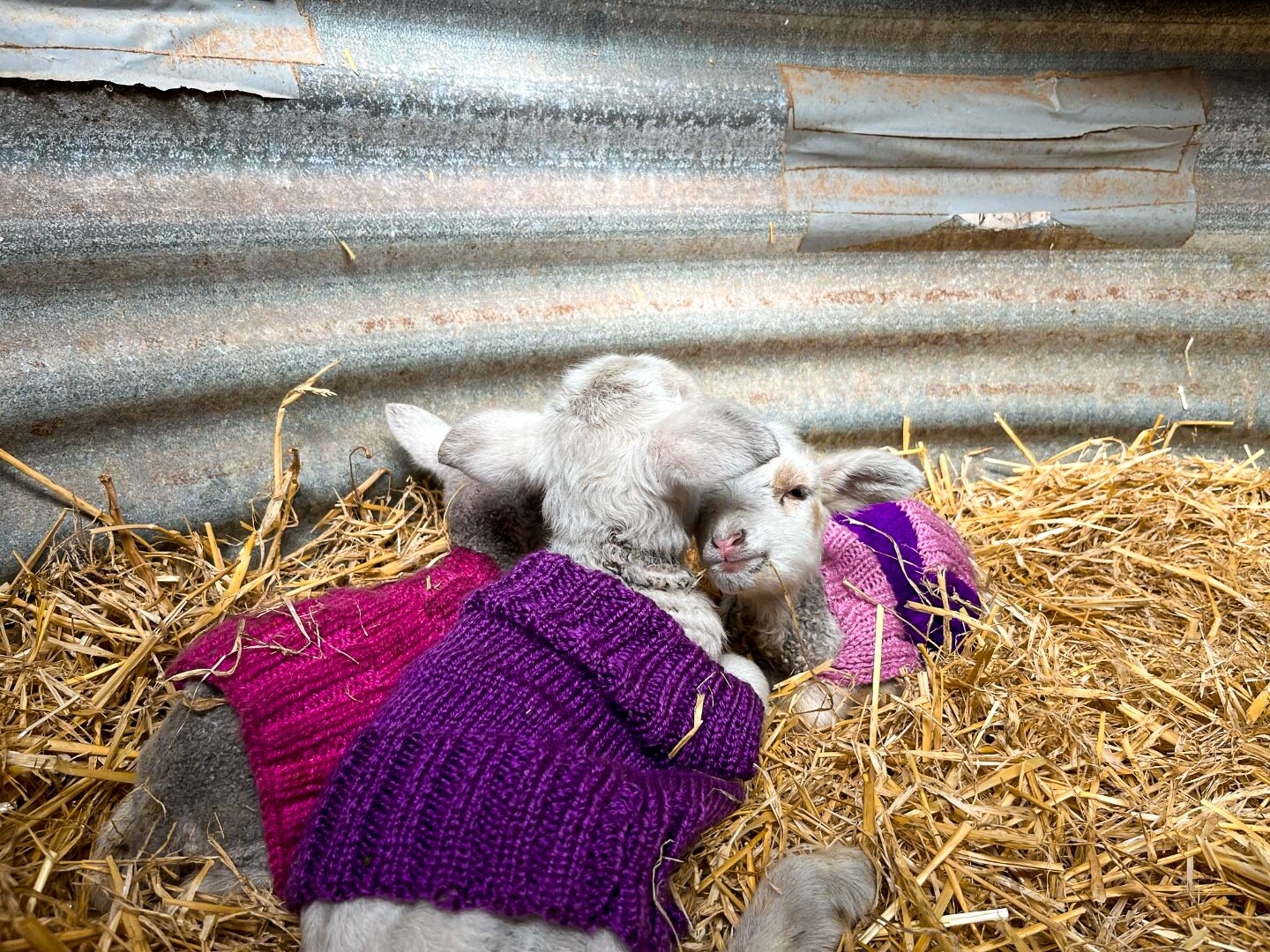 Three lambs in small jumpers huddle on a bed of hay.