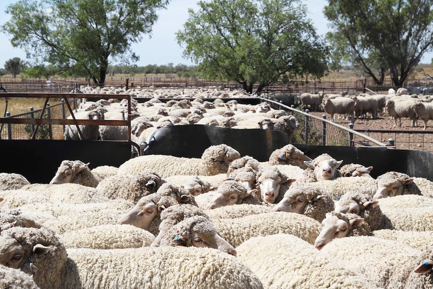 Herd of sheep waiting outside a shearing shed in Longreach