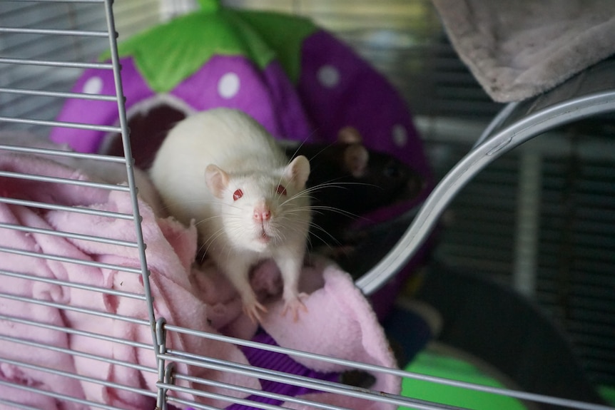 A white rat in a cage sitting on a pink blanket 