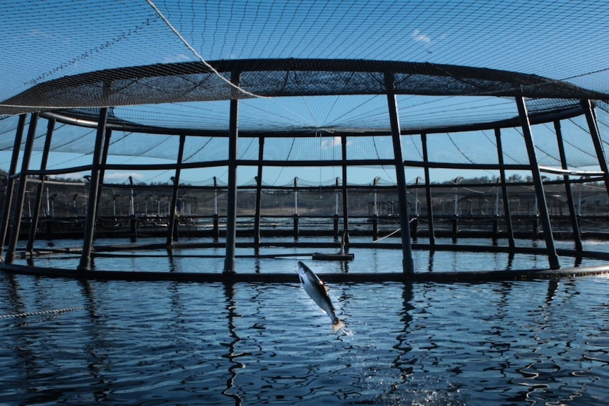 Salmon jumps above the water inside a fish farm enclosure.