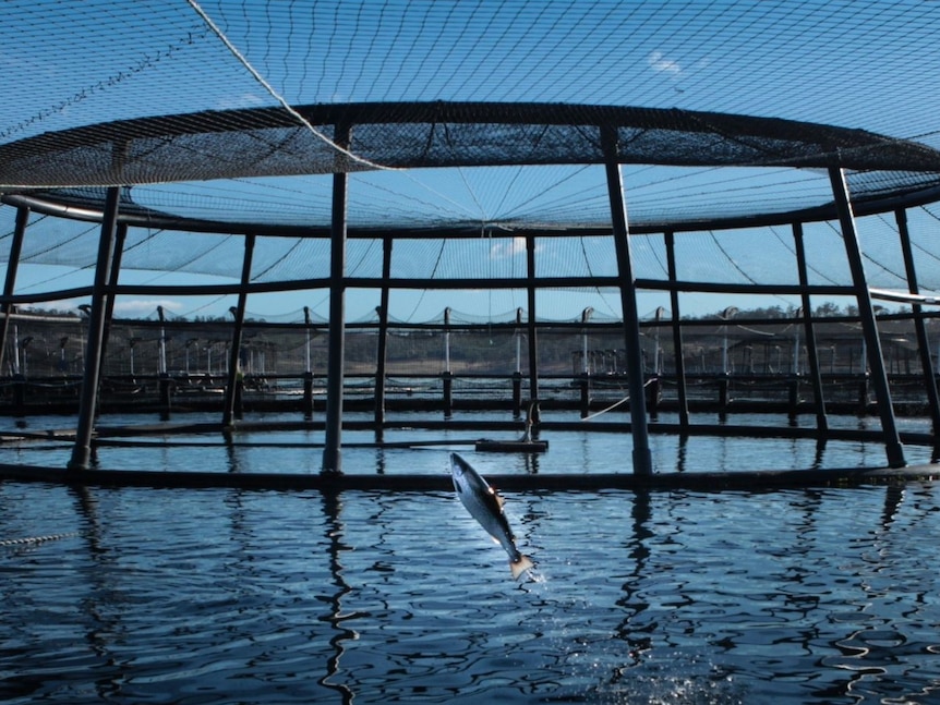 Salmon jumps above the water inside a fish farm enclosure.