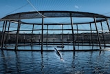 Salmon jumps above the water inside a fish farm enclosure.
