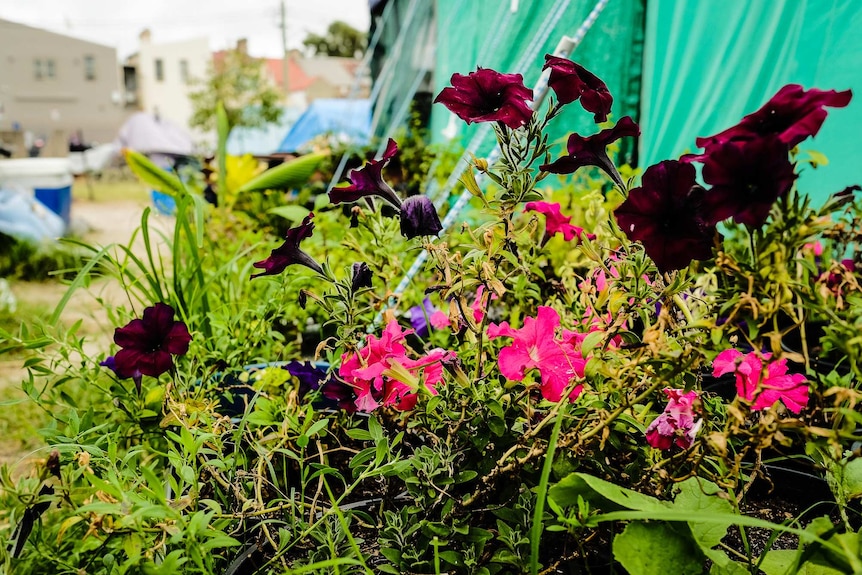 A flower bed at the Redfern campsite