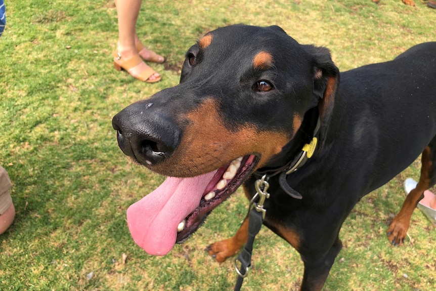 Dog with its tongue out.