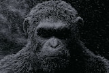 A still image of CGI chimpanzee Caesar standing in the dark amongst wind and snow in the film War for Planet of the Apes.