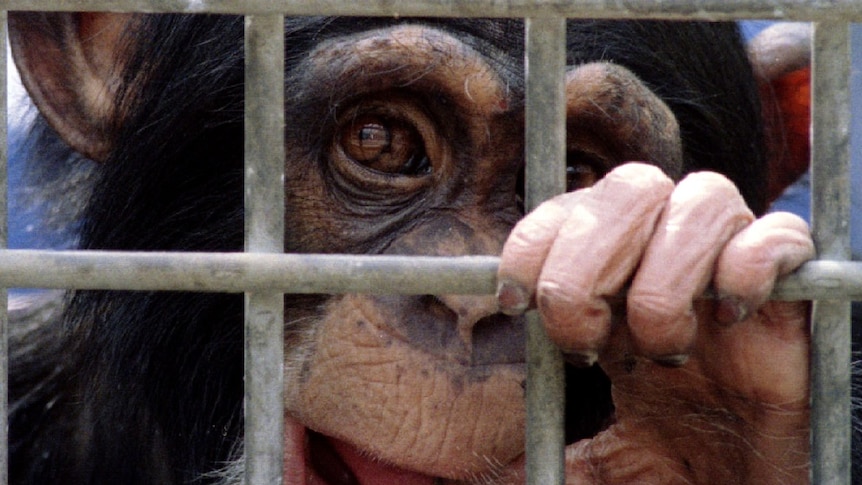 A young chimp  chews on a piece of cardboard as he stares trough the bars of his cage.