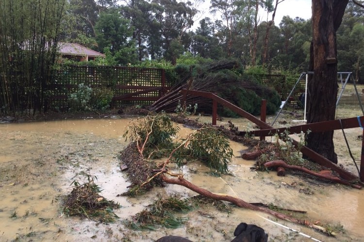 fallen trees on flooded property in Creswick after storm in January 2022