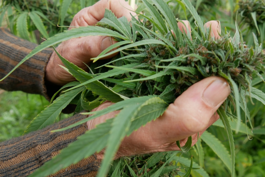 Hands holding a flowering hemp plant in the field