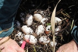 Eggs inside a crocodile's nest.