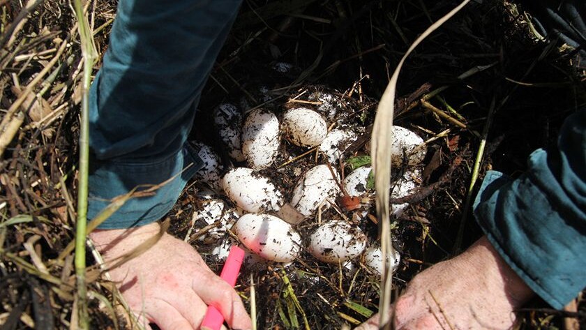 Eggs inside a crocodile's nest.
