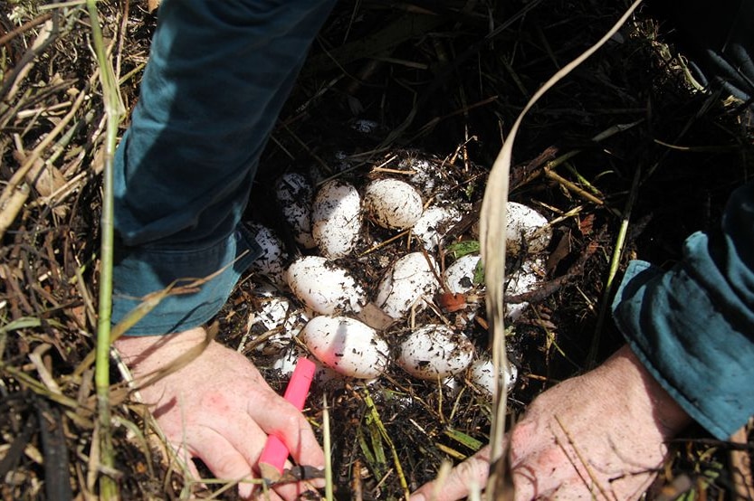 Eggs inside a crocodile's nest.