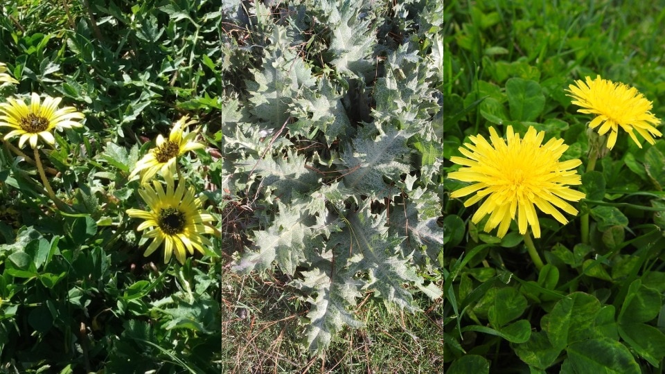 Composite image of yellow-flowered daisy, pale green thistle plant and yellow-rosetted flower. 