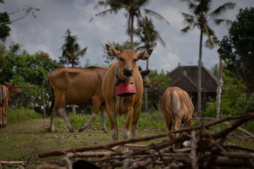 A cow with a big red bell around its neck stands in a field with other cows 