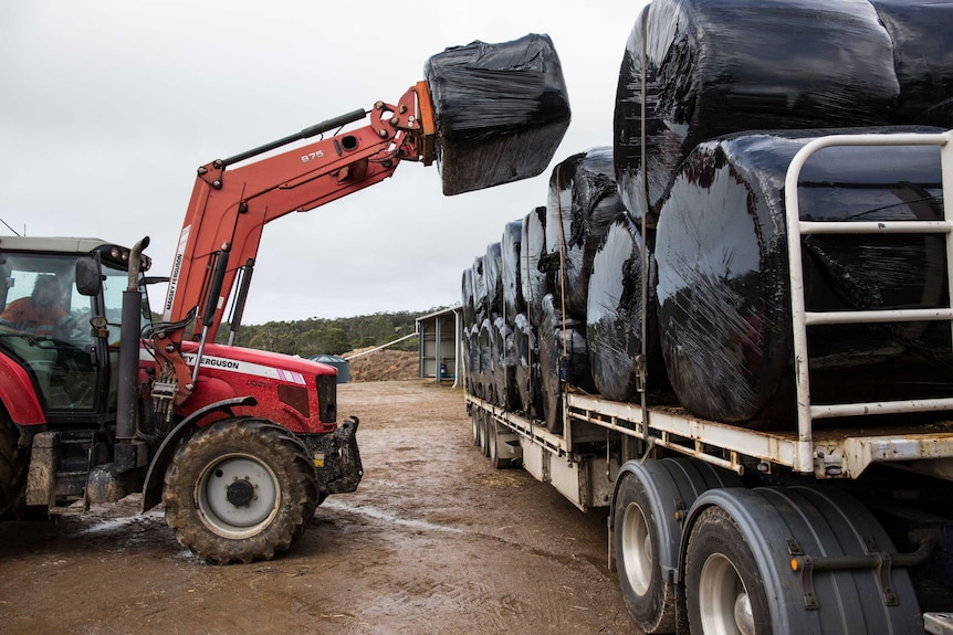 In Latrobe, hay is loaded on to trucks bound for the mainland