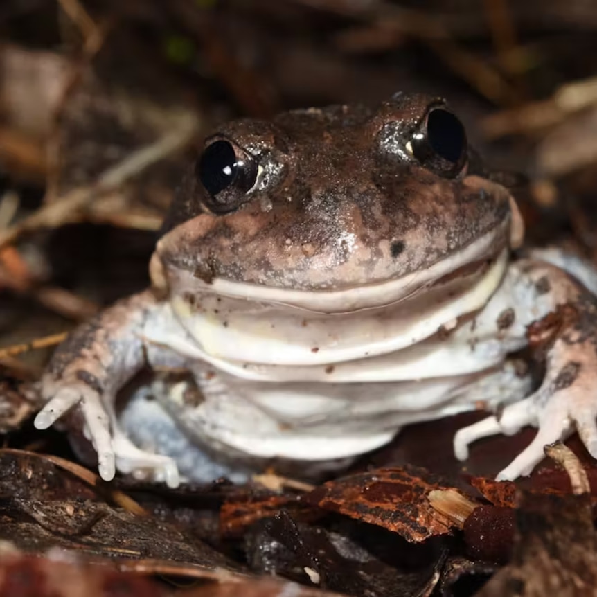 An eastern Banjo Frog sits on the forest floor. 