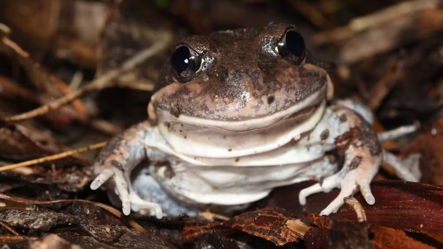 An eastern Banjo Frog sits on the forest floor. 