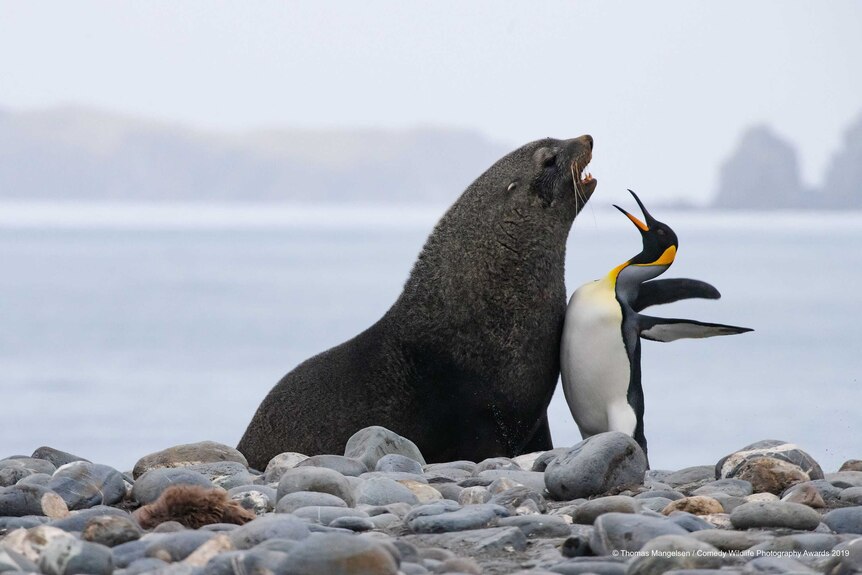 A seal and a penguin bump chests in confrontation on the shoreline of a rocky beach.