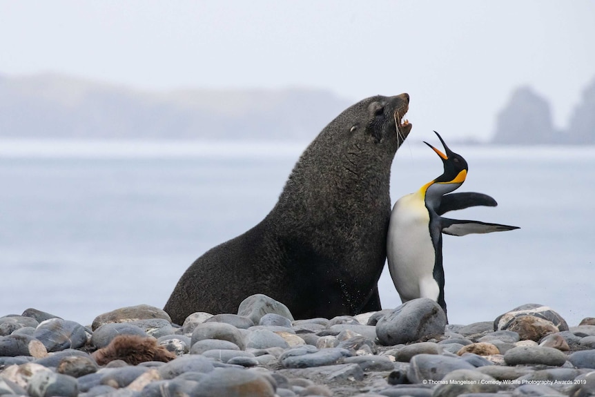 A seal and a penguin bump chests in confrontation on the shoreline of a rocky beach.