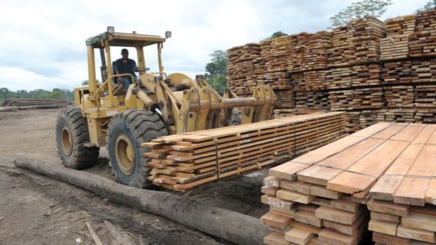 Loader stacks timber at Cloudy Bay Sustainable Forestry in PNG