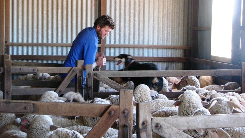 Sheep in pens in shearing shed before being shorn.