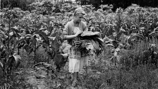 tobacco farm australia MADE IN THE USA: Child Labor & $600m tobacco trade flourishes despite