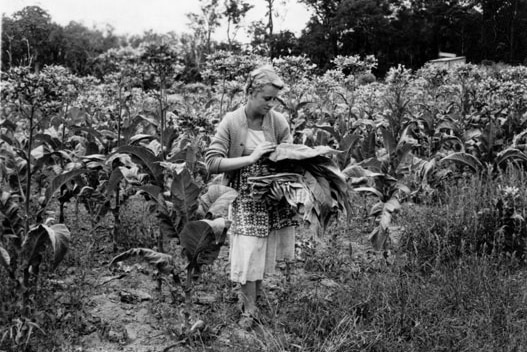 Black and white photo of a woman in an apron holding bundles of leaves in her arms amid a tobacco field.