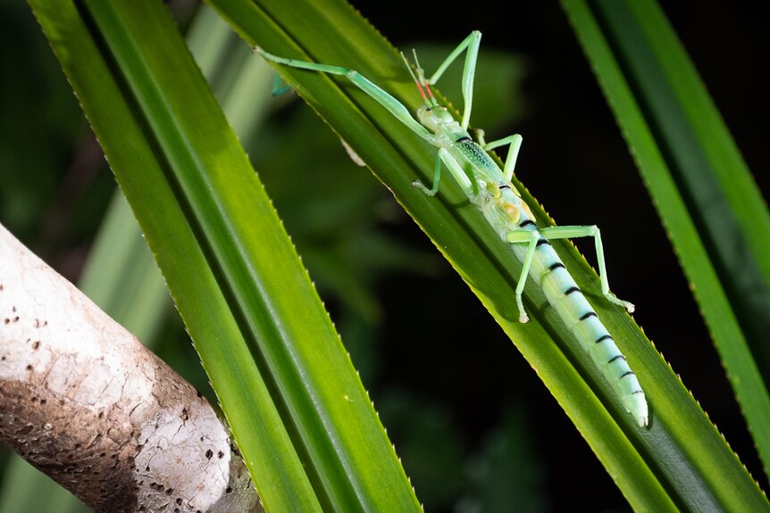 Bug wrangler Alan Henderson reveals tricks of the trade for making nature  documentaries - ABC News