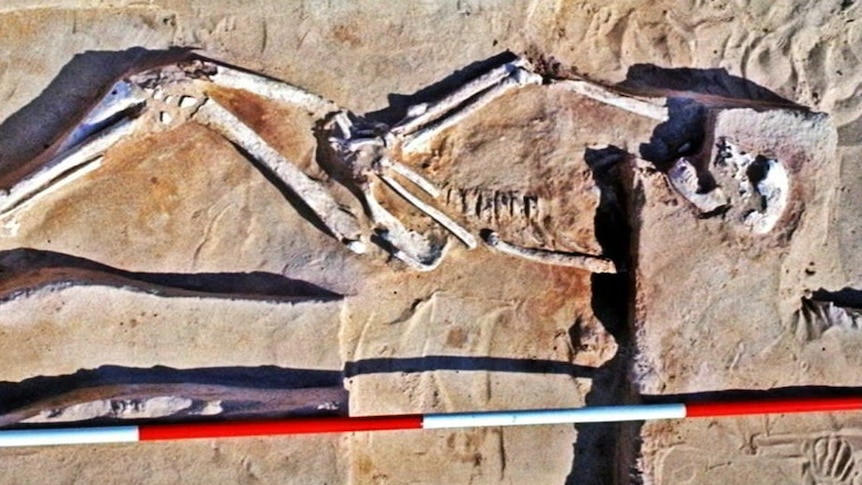 Skeletal remains on a rock.