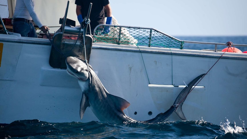 A shark is caught as part of the cull