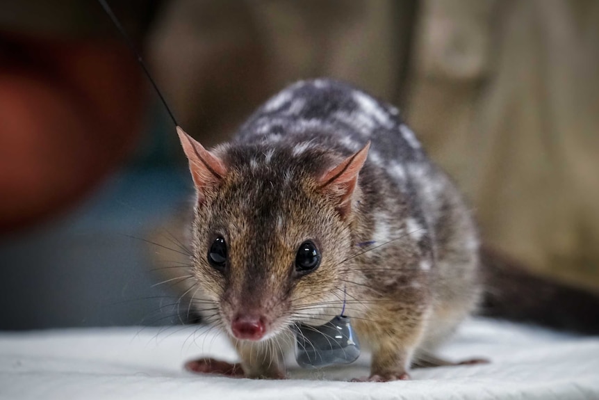 Northern Quoll