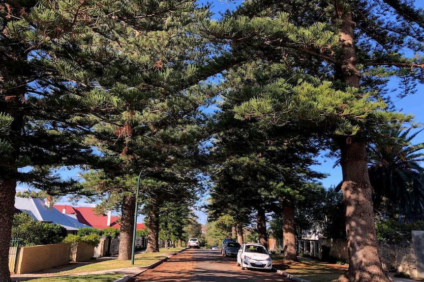 Tall pine trees tower over a street in Cottesloe.