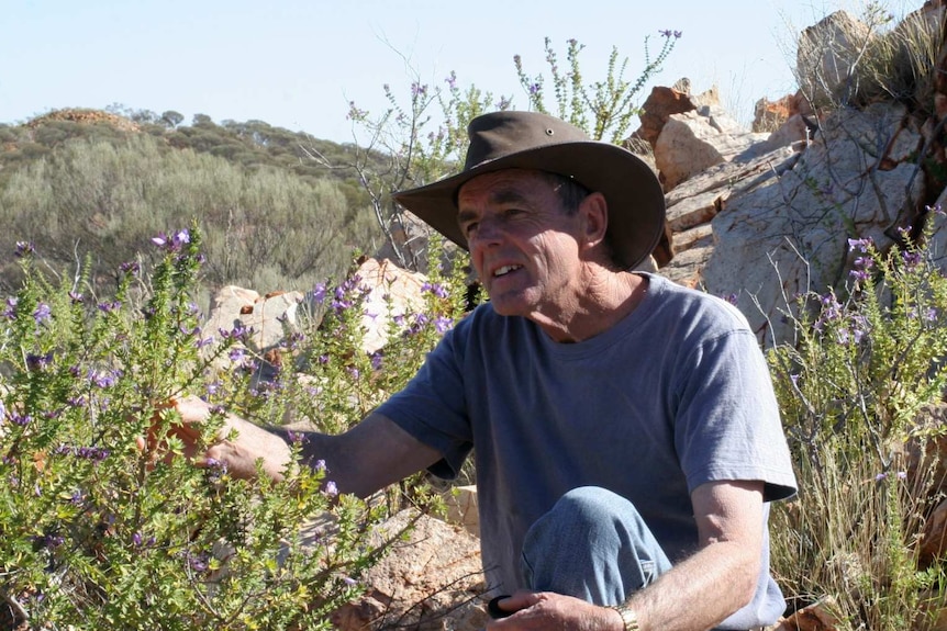 Geoff Byrne examines a purple flower in front of rocks in scrubland wearing a t-shirt and wide-brim hat.