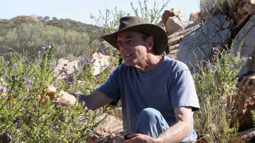 Geoff Byrne examines a purple flower in front of rocks in scrubland wearing a t-shirt and wide-brim hat.