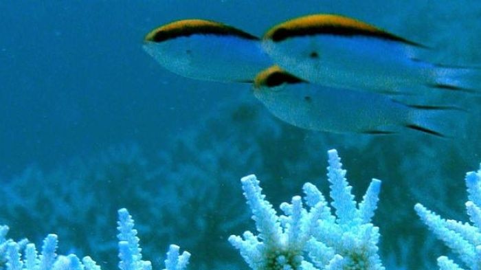 Damselfish drift over bleached coral heads off the Keppel Islands.