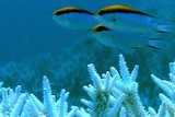 If greenhouse gas emissions are not curbed the Great Barrier Reef could face serious threat.