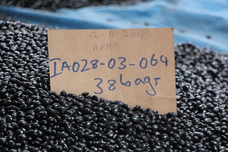 Small black beans sitting on a tarp